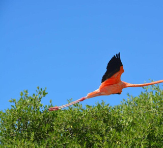 Day Trips and Tours from Isla Holbox