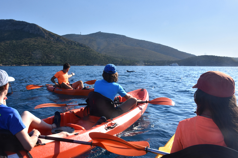 Golfo Aranci: Kayak Tour with Dolphins and Aperitif Morning Experience with Aperitif and Dolphins