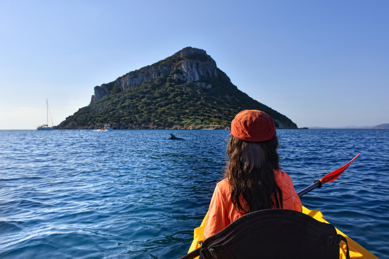 Golfo Aranci: Kayak Tour with Dolphins and Aperitif Morning Experience with Aperitif and Dolphins