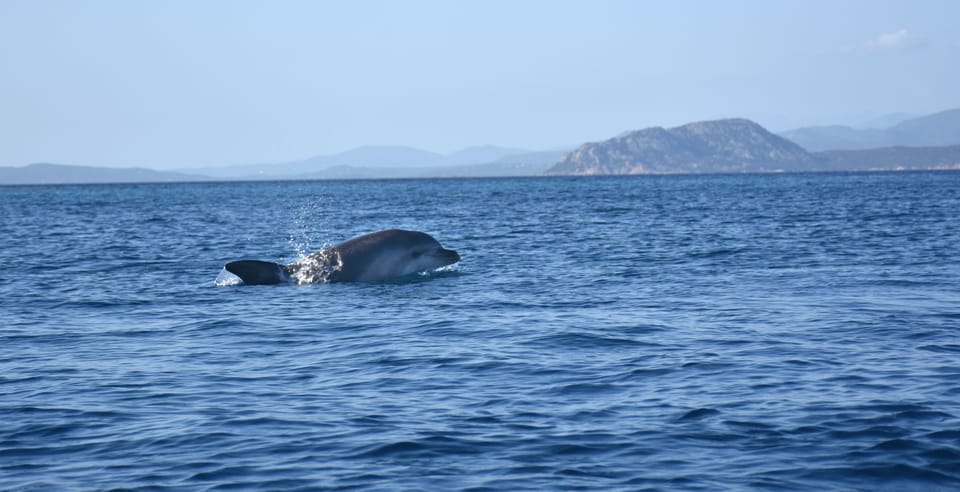 Golfo Aranci Excursion En Kayak Avec Dauphins Et Ap Ritif Getyourguide