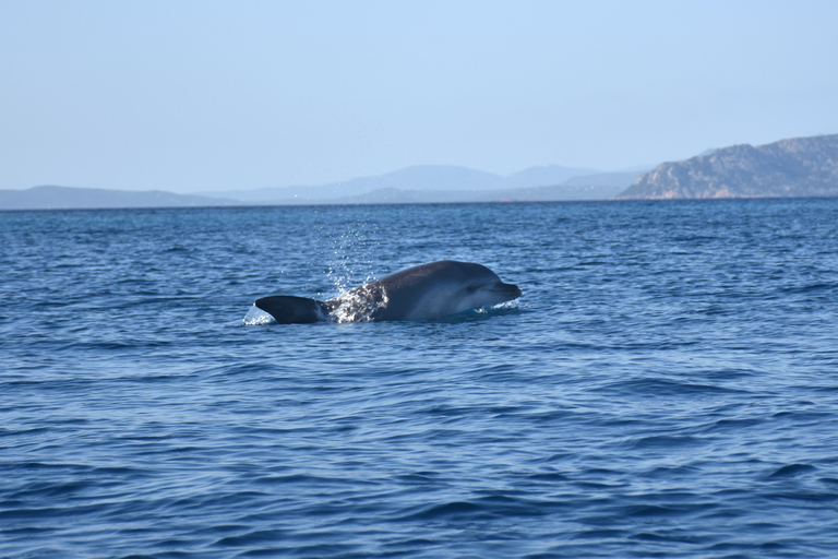 Golfo Aranci: Kayak Tour with Dolphins and Aperitif Morning Experience with Aperitif and Dolphins