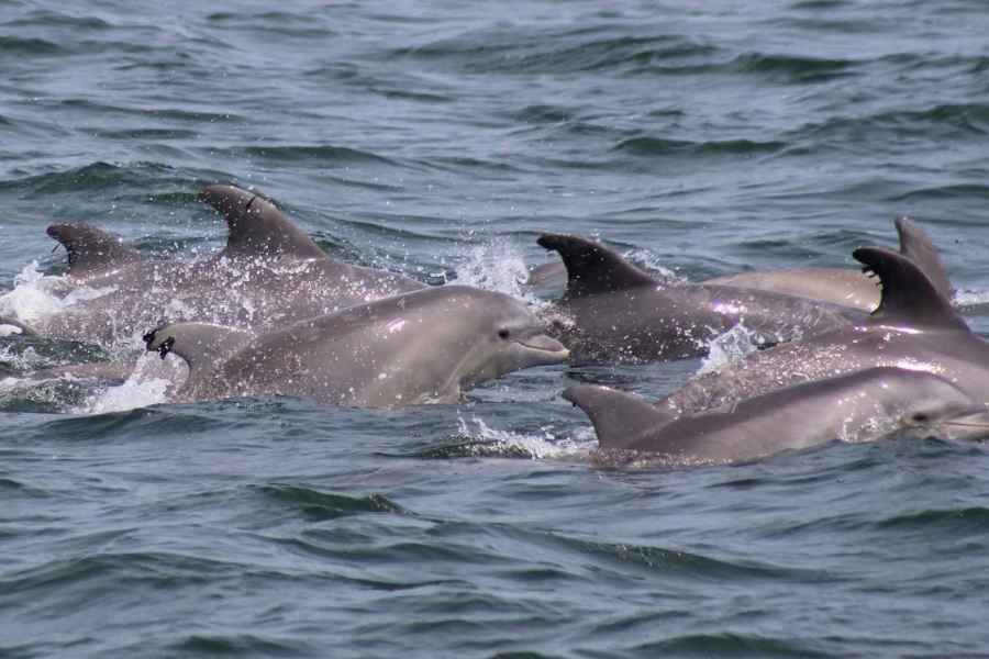 Atlantic City: Delfinbeobachtung Ozean-Kreuzfahrt Abenteuer. Foto: GetYourGuide