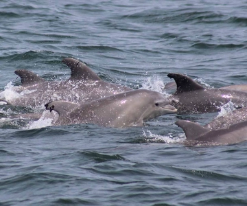 Atlantic City: Dolphin Watching Ocean Cruise Adventure