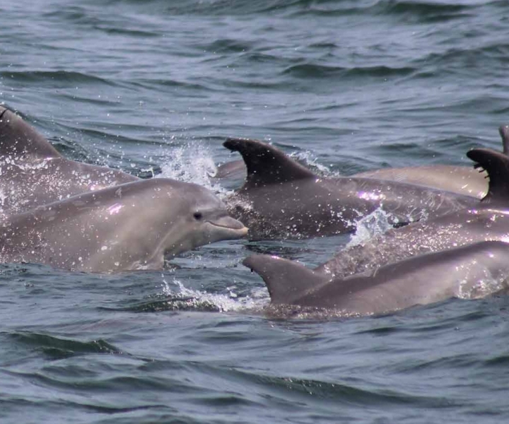 Atlantic City: Dolfijnen kijken op een oceaancruise-avontuur
