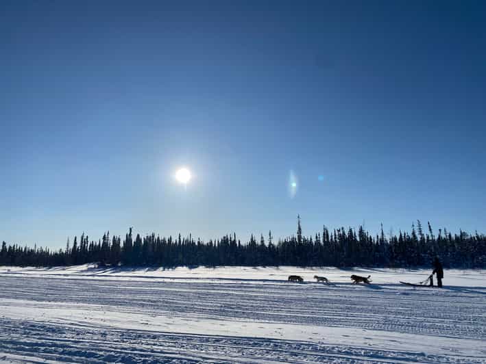 Yellowknife Dog Sledding Tour GetYourGuide