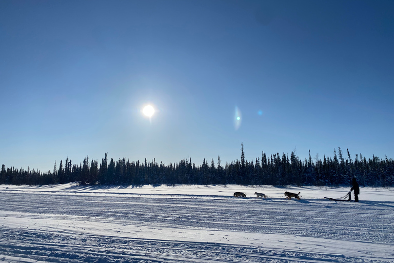 Yellowknife: Dog Sledding Tour