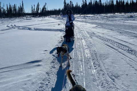 Yellowknife: Dog Sledding Tour