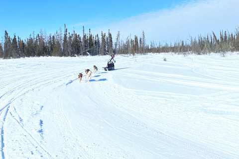 Yellowknife: Dog Sledding Tour
