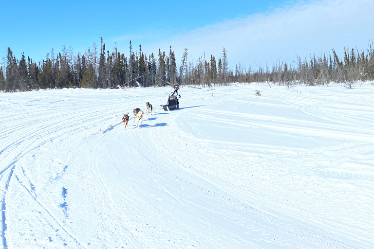 Yellowknife: Dog Sledding Tour