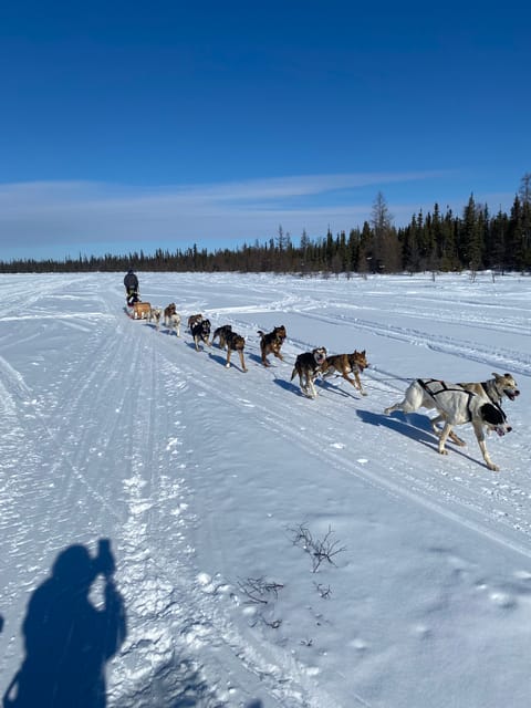 Yellowknife Dog Sledding Tour GetYourGuide