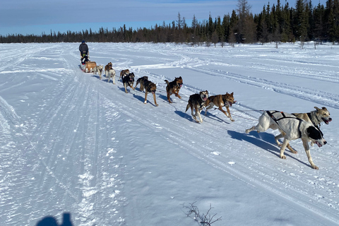 Yellowknife: Dog Sledding Tour