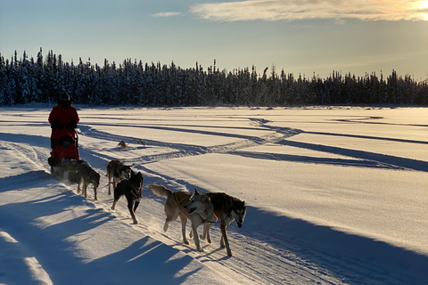 Yellowknife: Dog Sledding Tour