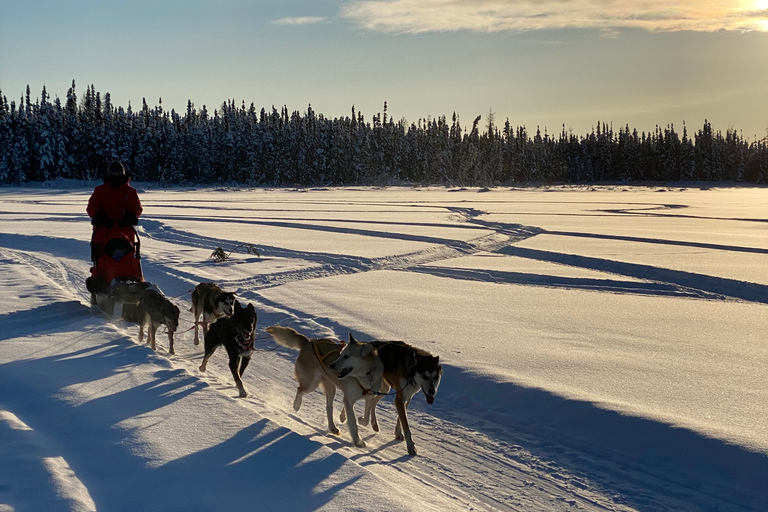 Yellowknife: Dog Sledding Tour