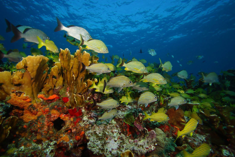 2 mergulhos no oceano: Museu Subaquático MUSA e Recife de Manchones