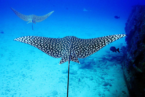 2 mergulhos no oceano: Museu Subaquático MUSA e Recife de Manchones