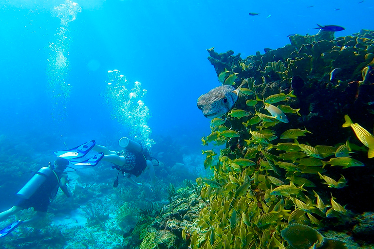 2 mergulhos no oceano: Museu Subaquático MUSA e Recife de Manchones