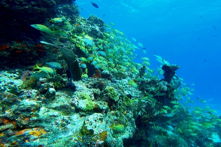 Cancún: Buceo para certificados en MUSA & Arrecife