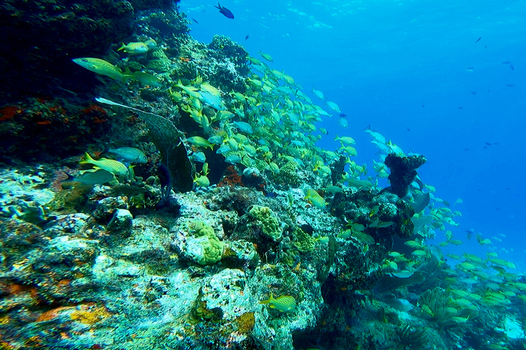 2 mergulhos no oceano: Museu Subaquático MUSA e Recife de Manchones