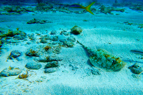 2 mergulhos no oceano: Museu Subaquático MUSA e Recife de Manchones