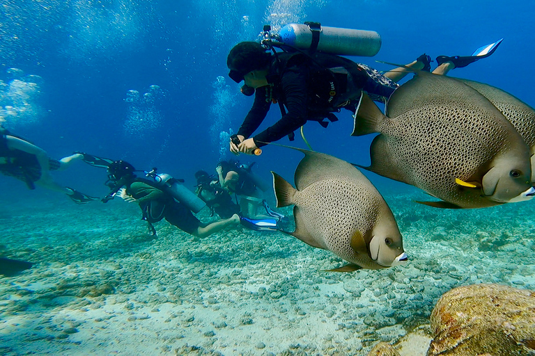 2 mergulhos no oceano: Museu Subaquático MUSA e Recife de Manchones