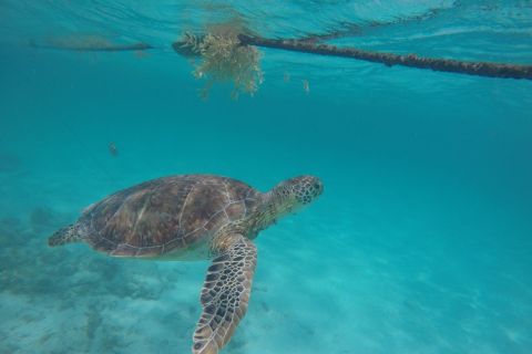 Riviera Maya: Turtles Encounter at Akumal Beach