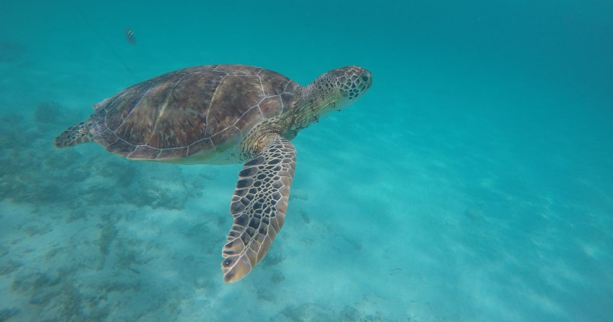 Riviera Maya: Turtles Encounter at Akumal Beach | GetYourGuide