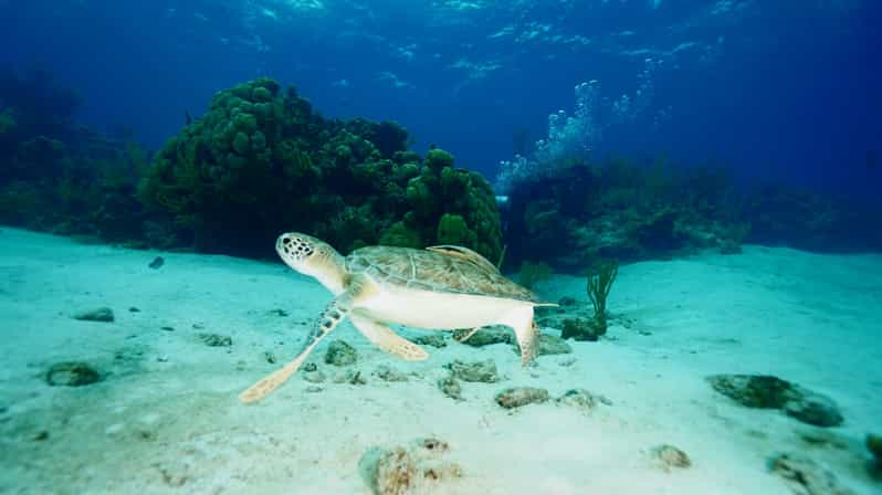 Nassau: Pig Beach, Turtles & Reef Snorkeling 3-Stop Cruise | GetYourGuide