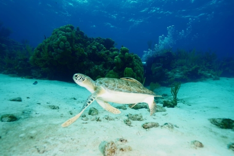 Esnórquel con tortugas en Pig Beach, Nassau, Bahamas