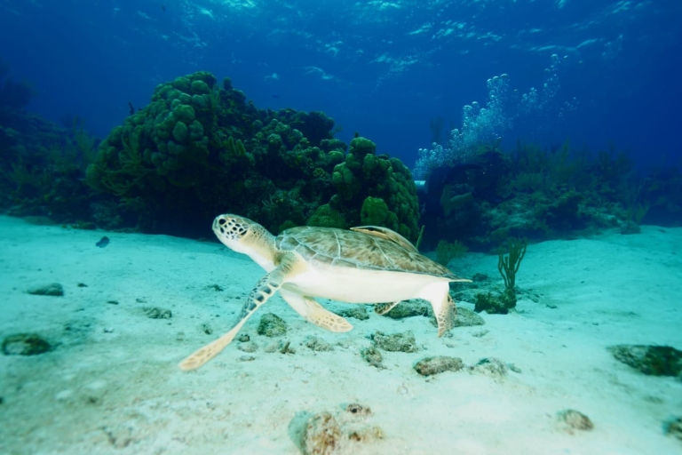 Pig Beach Turtle Snorkel, Nassau, Bahamy