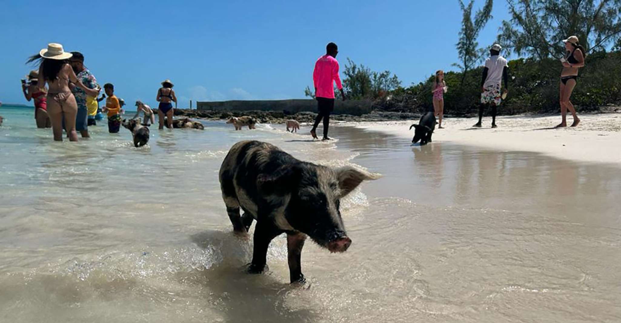 Nassau, Trip to Pig Beach and 3 Snorkeling Stops with Lunch - Housity