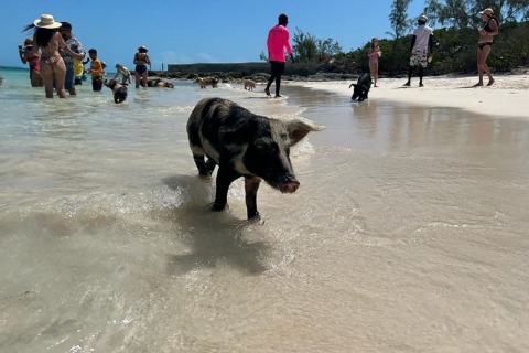 Pig Beach Schildkrötenschnorcheln, Nassau, Bahamas