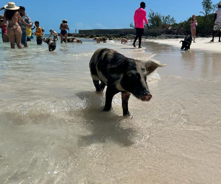 Nassau: Pig Beach, Schildkröten & Riff Schnorcheln 3-Stopp-Kreuzfahrt