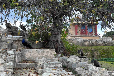 Knossos : visite privée du palais avec entrée coupe-fileBillet & visite guidée privée