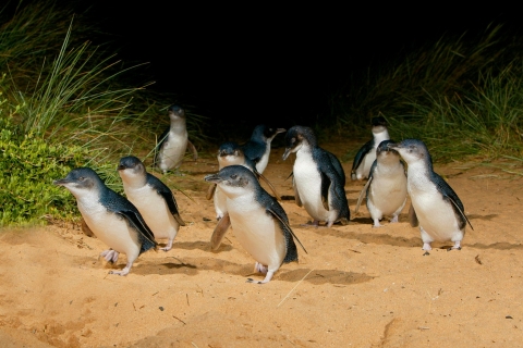Vanuit Melbourne: Penguins and Wildlife Nature Experience