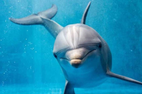 Sahl Hasheesh: Obserwacja delfinów i nurkowanie z rurką podczas lunchu