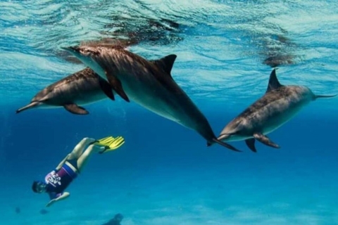 Sahl Hasheesh: Excursión de observación de delfines y snorkel con almuerzo