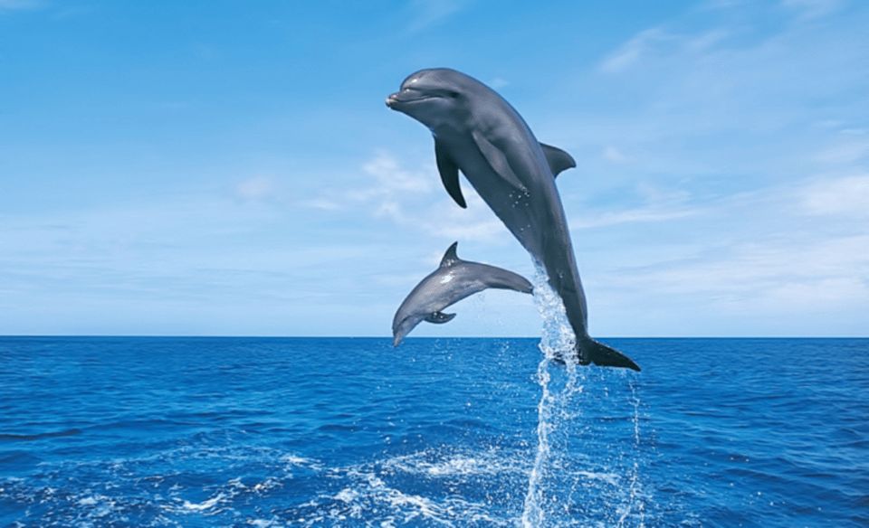 Hurghada: Dolphin Watching Private Yacht & Island Tour | GetYourGuide