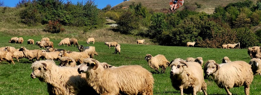 Cluj : Excursion d'une journée pour des activités de plein air avec tyrolienne et randonnée