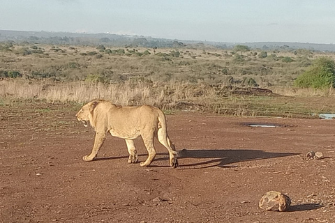 Nairobi National Park Game Drive & Giraffe Centre met Wifi