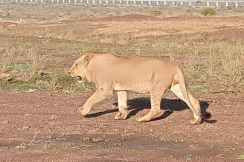 Nairobi National Park Game Drive & Giraffe Centre met Wifi