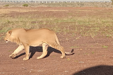 Nairobi National Park Game Drive & Giraffe Centre met Wifi