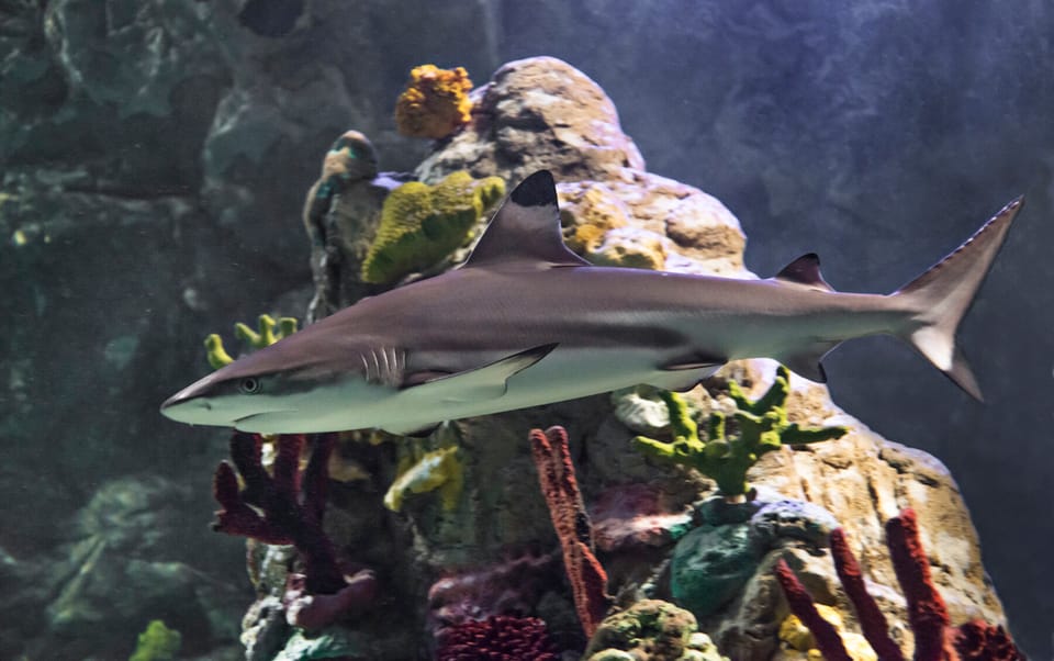 Scheveningen, The Hague, Sea Life Entry Ticket - Housity