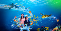 Scheveningen, The Hague, Sea Life Entry Ticket - Housity