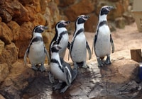 Scheveningen, The Hague, Sea Life Entry Ticket - Housity