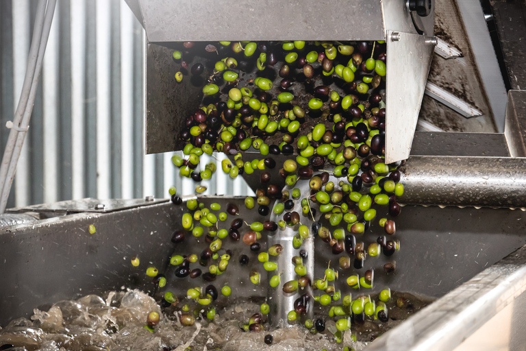 Bardolino: Lake Garda Oil Mill Tour with Olive Oil Tasting Tour in German