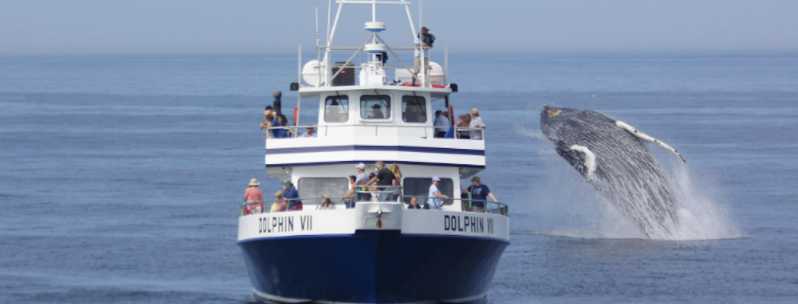 Provincetown: crociera di osservazione delle balene a Cape Cod con una guida