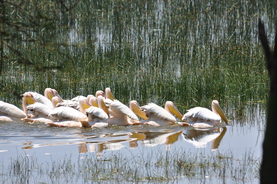 Da Nairobi Escursione Di Un Giorno Al Parco Nazionale Del Lago Nakuru