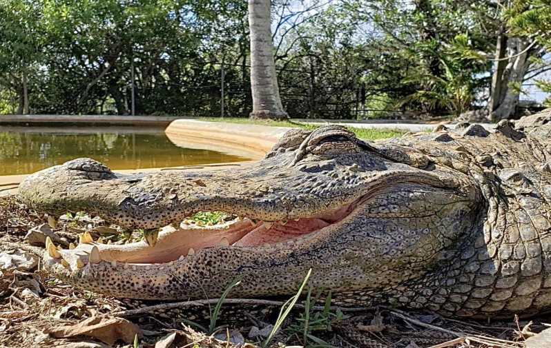 Miami: Original Everglades Airboat Tour & Alligator Exhibit