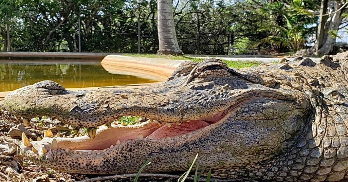 alligator safari miami