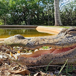 Miami: Original Everglades Airboat Tour & Alligator Exhibit